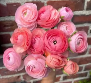 bunga ranunculuspink